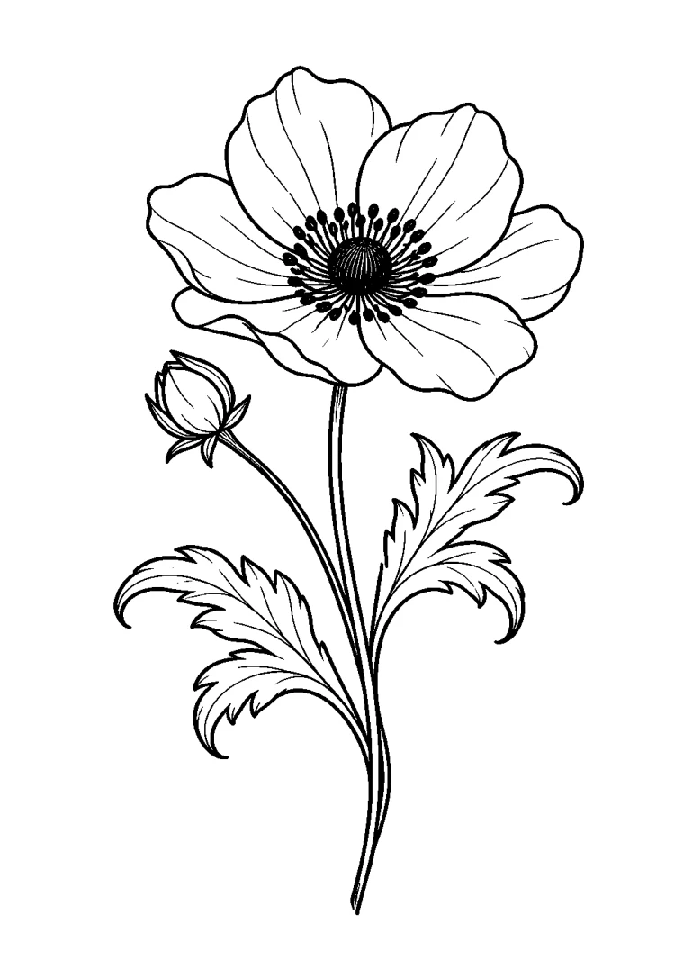 Anemone mit Knospe