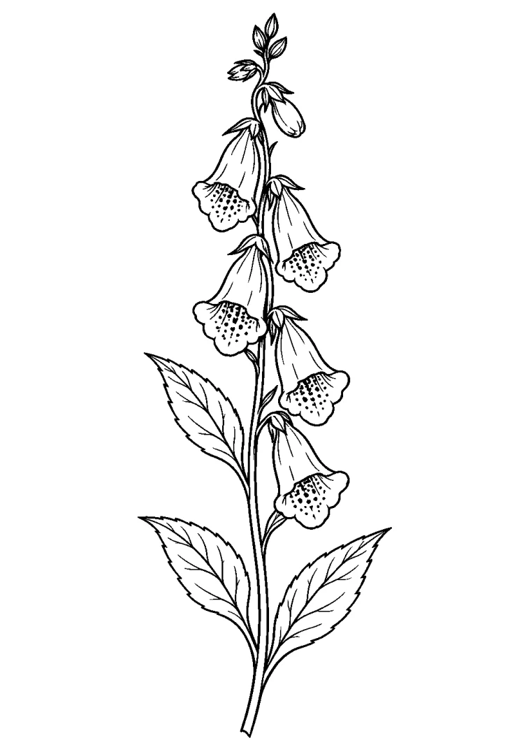 Fingerhut mit fünf Blüten