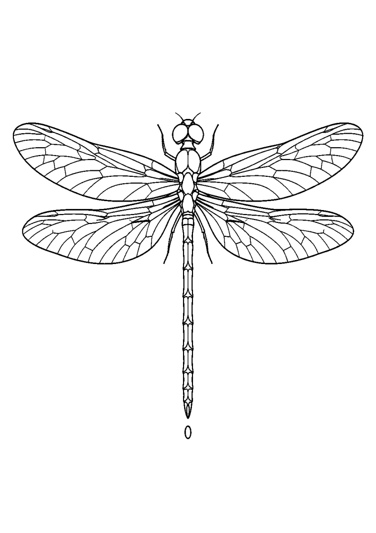 Libelle von oben